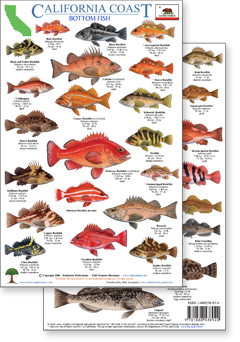 California Coast Rockfish ID Guide – Been There Caught That - Fishing Supply